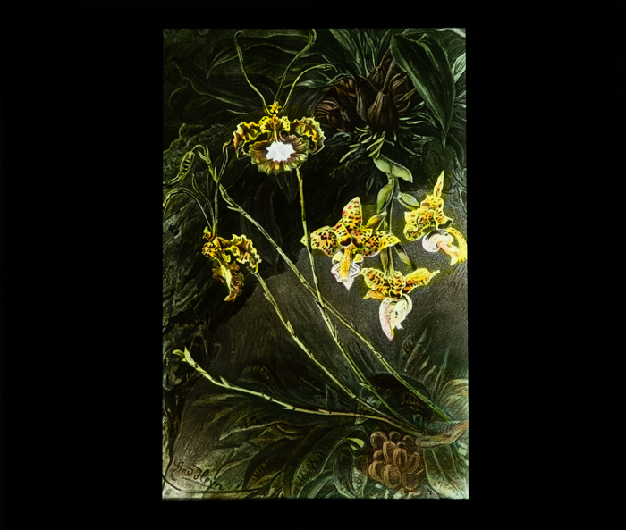  Blomstrende orchideer
